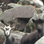 Kozice górskie, Glendalough
